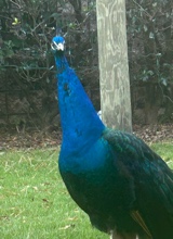 Rosie798583