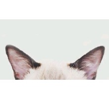 Guest_Doorbellesmae