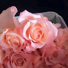 Guest_Sara921492