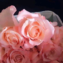 Guest_Sara921492