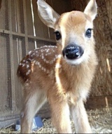 Guest_bambi287190