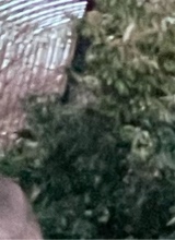 Guest_Jaquiqui5