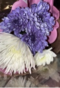 Guest_Minks11