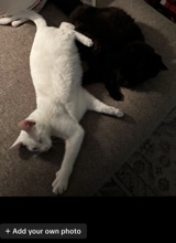 Guest_blackcatpawzs
