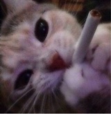Guest_Katt34693