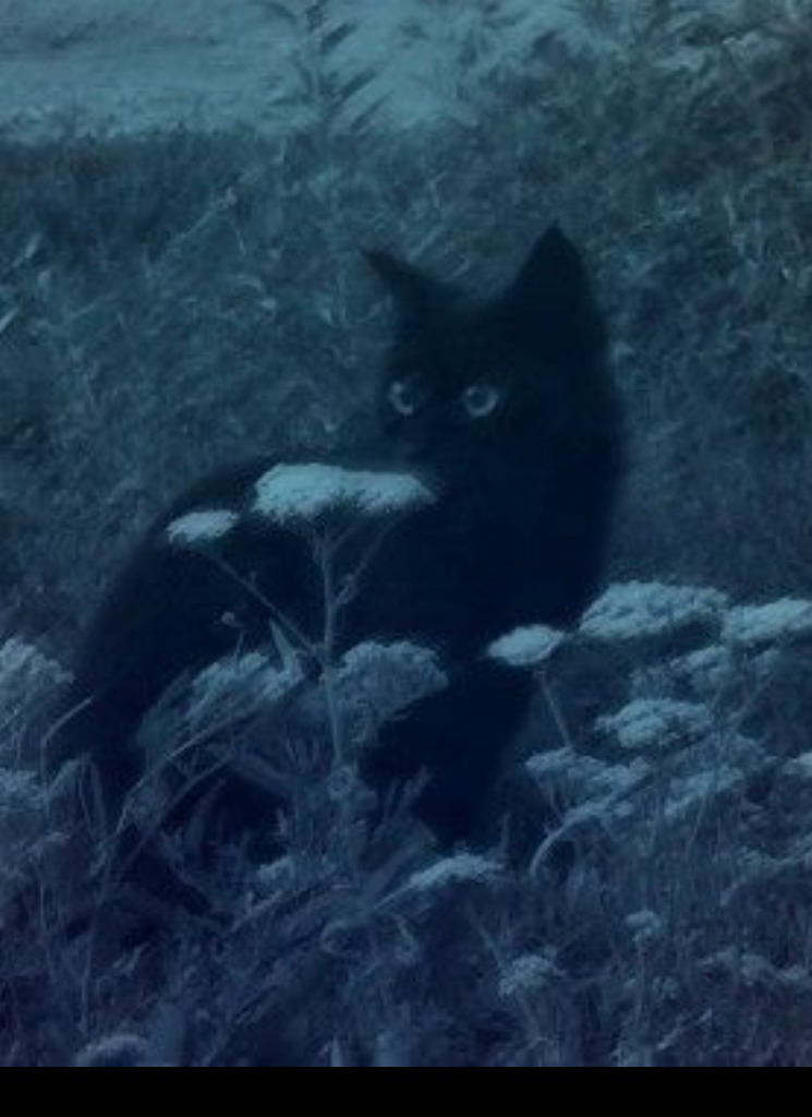 Guest_foxtrrot