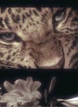 Guest_thequeen128800