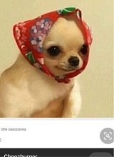 Guest_xlamex3