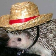 TinyNewt