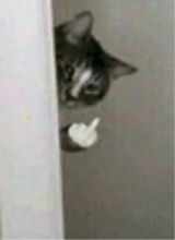 صورة الـavatar