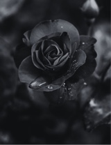 Guest_RuheeKhan