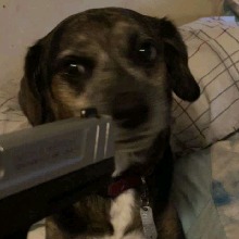 Guest_LilBitBluury
