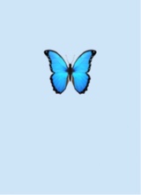 Guest_kayla19575
