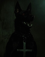 Canine