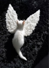 Guest_marghe01