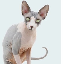 RueDeVil
