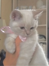 Guest_lagrimasdehellokitty