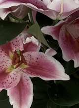 Guest_Kiwicoronosa