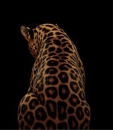 Guest_heyitsmemaya2