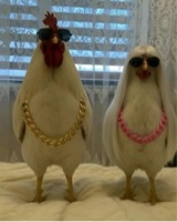 Jeddacherry