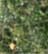 amaniyyoung9