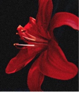 Guest_heyitzapplehead
