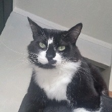SophiaFox