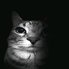 Guest_Kamikaze02862
