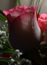 Guest_Darina123
