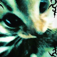 Guest_aadalynn