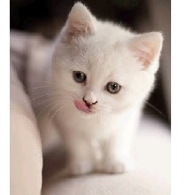 Guest_gatinhoking