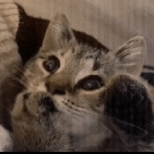 Poxoti