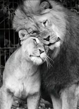 beves