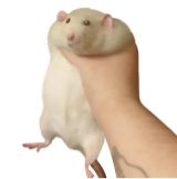 straylor