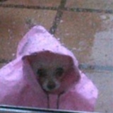 Toph