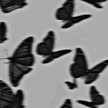 Guest_Seala5
