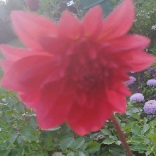 Guest_GoldenLedi